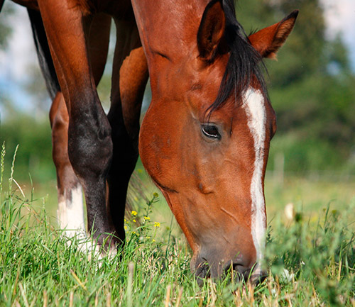 Imagen de un caballos alimentándose