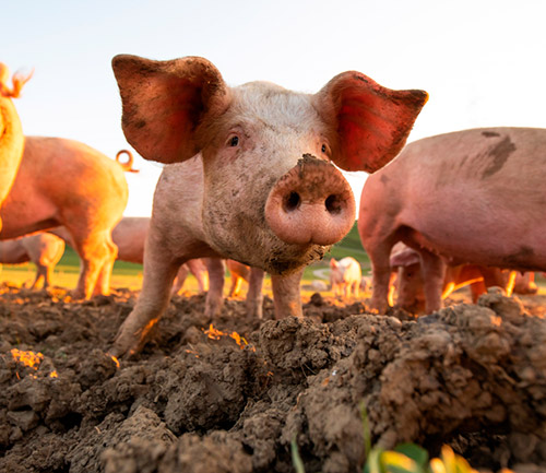 Imagen de un cerdo alimentándose